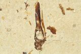 Plate of Rare Pipefish (Syngnathus & Hipposyngnathus) Fossils #275027-5